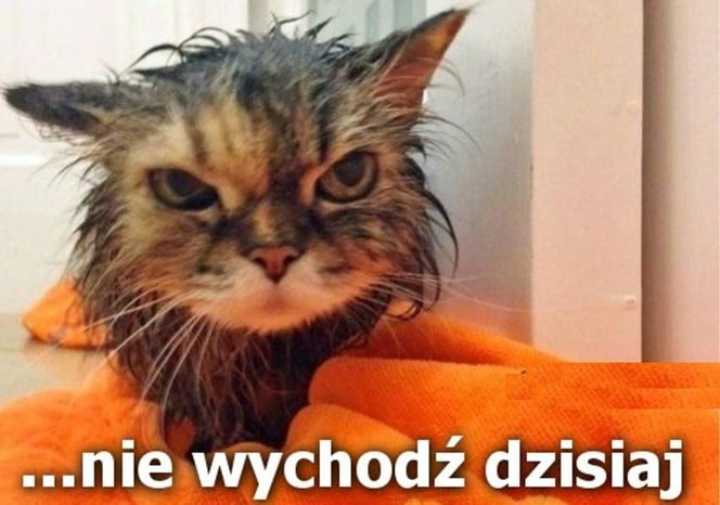 memy lany poniedziałek