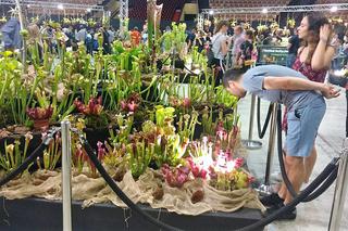 Krwiożercze rośliny opanowały katowicki Spodek! Trwa Festiwal Roślin Owadożernych [ZDJĘCIA, AUDIO]