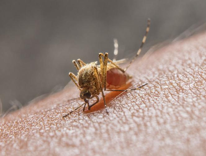 Japońskie zapalenie mózgu – wirus przenoszony przez komary