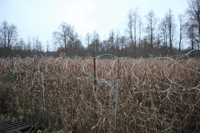 Zasieki i patrole na bagnach to jedyne rozwiązanie