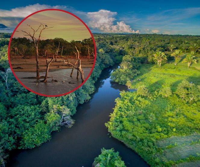 Klęska suszy w Amazonii. Ludziom zaczyna brakować jedzenia i wody!