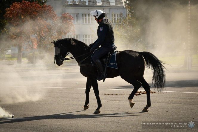 Policyjne konie zdały egzamin!