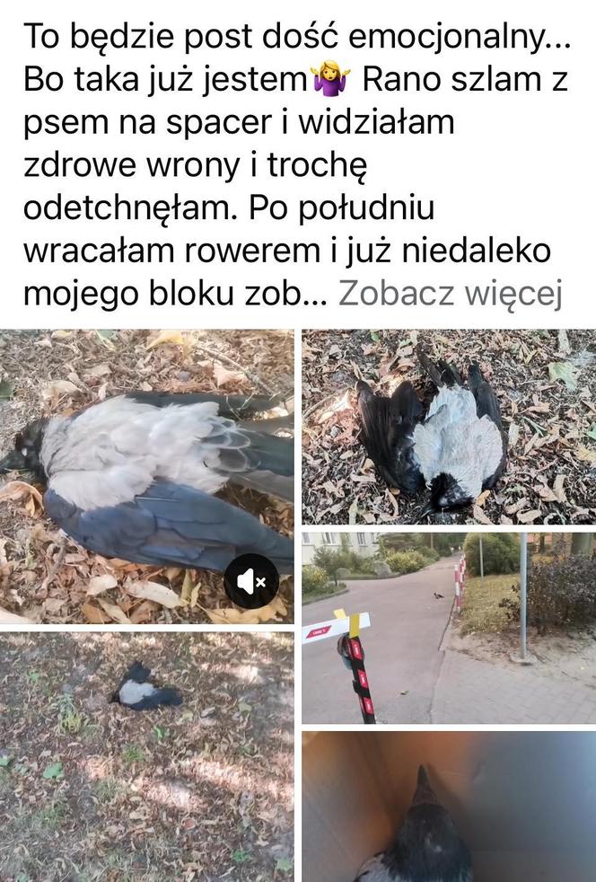 Martwe ptaki w Warszawie. Wrona siwa