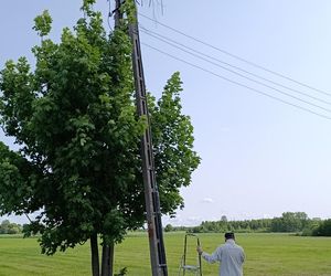 Ratował boćka na słupie, spadł z drabiny