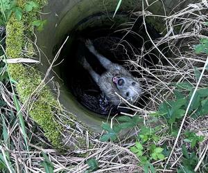 Strażacy z Leszna uratowali psa. Owczarek podhalański wpadł do studni [ZDJĘCIA]