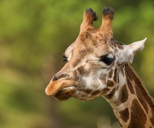  Rozpoczęła się mikołajkowa zbiórka w stołecznym ZOO