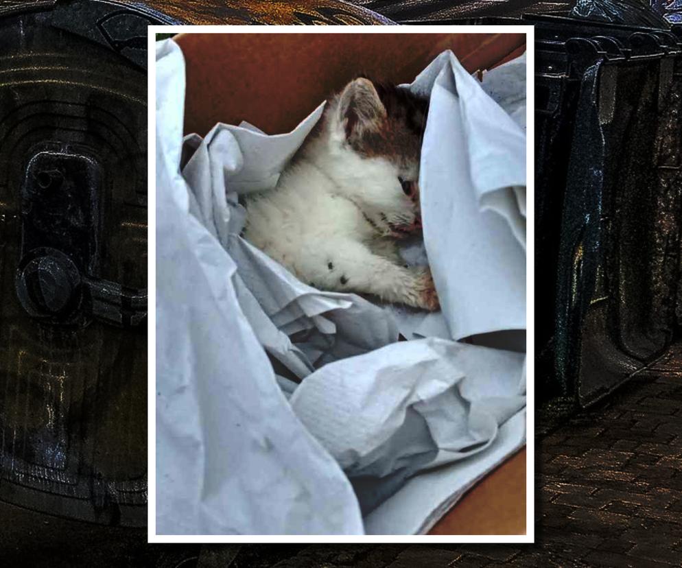 Ktoś wyrzucił kociaka na śmietnik! Policjanci z Łobza uratowali mu życie