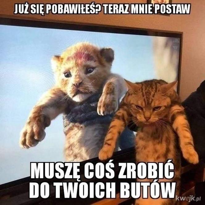 Chcesz poprawić sobie humor? Te memy ze zwierzętami rozbawią cię do łez!