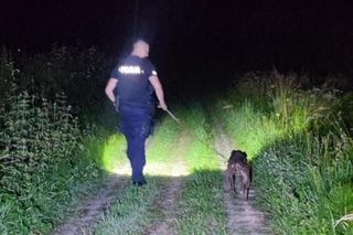  ZŁodzieje ukradli pitbulla.