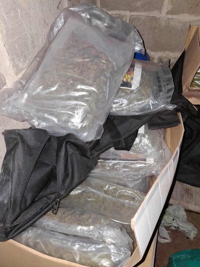Prawie 40 kilogramów narkotyków i dwie duże plantacje. Dwaj zatrzymani w Starachowicach i gminie Brody