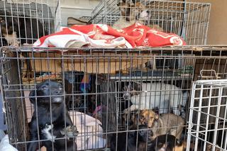 Wspomóż ukraińskie psy, które trafiły do schroniska w Gorzowie