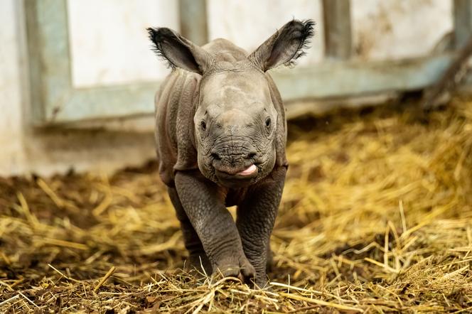 Mały nosorożec z wrocławskiego zoo ma już imię. Zobaczcie jak szybko rośnie!