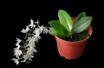 Aerangis