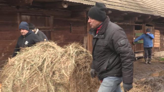 Rolnicy. Podlasie. Karmienie zwierzą dyniami i sianem. Gienek docinał Sławkowi
