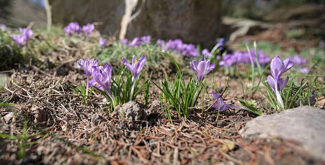 Lublin: Ogród Botaniczny UMCS po zimowej przerwie. Godziny otwarcia i ceny biletów