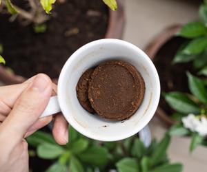 Fusy z kawy do roślin