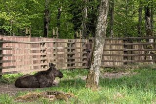 To najlepsze atrakcje dla dzieci w woj. podlaskim. Takiego wyboru dokonała AI