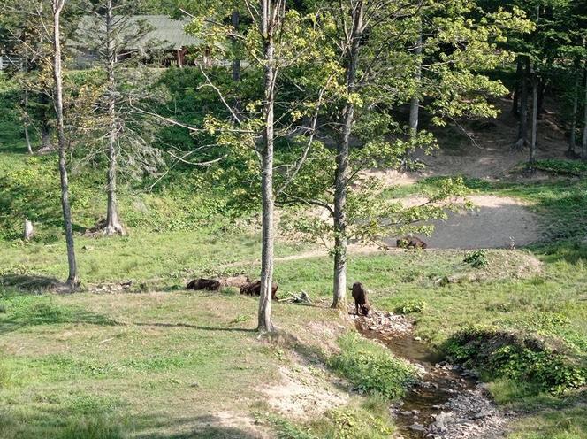 Zagroda Żubrów w Mucznem 