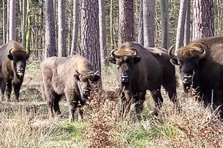 Stado żubrów w lesie pod Gorzowem