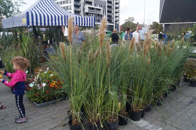 Jesienny Kiermasz Ogrodniczy 2023. Tłumy przy bydgoskim "Torbydzie" [ZDJĘCIA]