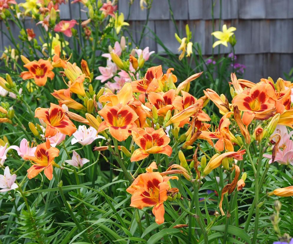 Liliowce 