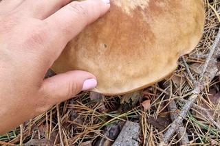 Największe grzyby w województwie lubuskim. Mieszkańcy przesłali swoje zdobycze!