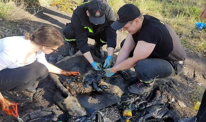 Fart wtopił się w asfalt