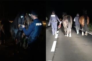 Poszły konie po betonie i postawiły na nogi policję z Rypina! Nocne zamieszanie w Kujawsko-Pomorskiem [Zdjęcia]
