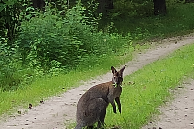 Gostynin. Na patrolu w lesie spotkali...kangura! Skąd się tam wziął?!