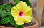 Hibiskus, róża chińska, ketmia