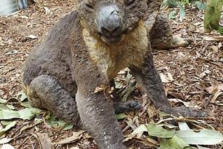 Ratują płonące koale!