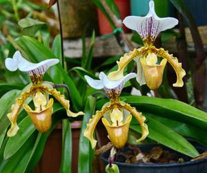 Paphiopedilum (sabotek)