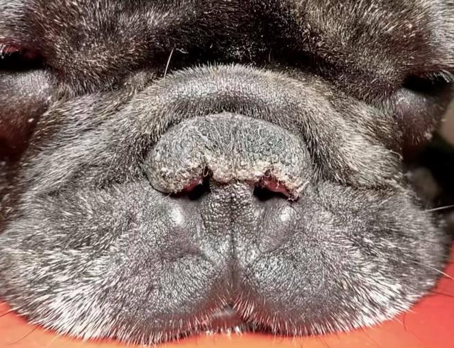 Pies u chirurga plastycznego robił sobie nos