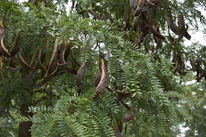 Glediczja trójcierniowa