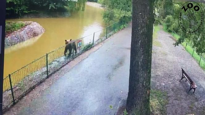 Szok! Niedźwiedź wdarł się do zoo i atakował zwierzęta. Wideo w sieci