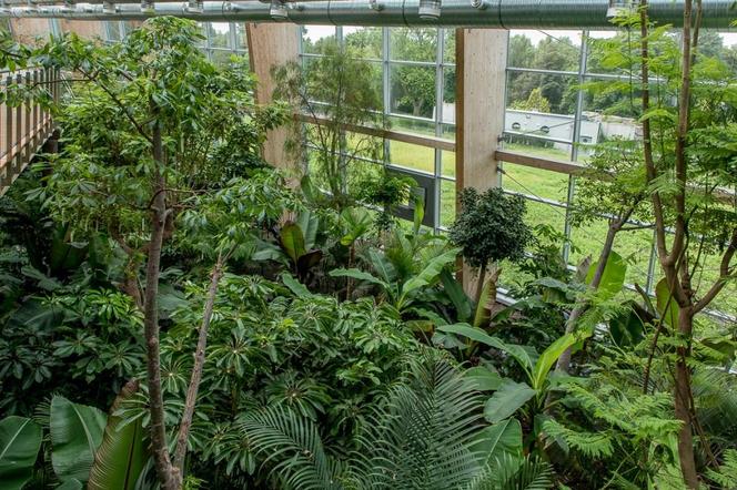 Pawilon lasu deszczowego w Śląskim Ogrodzie Zoologicznym w Chorzowie