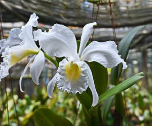 Storczyk Cattleya