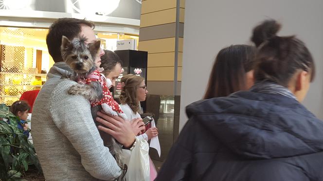 Miss i mister yorków w SCC