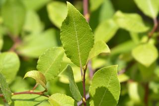 Wierzba iwa 'Kilmarnock' - Salix caprea 'Kilmarnock'