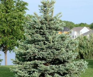 Przesadzanie dużych drzew iglastych
