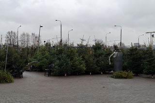 Choinki na targowisku w Lublinie