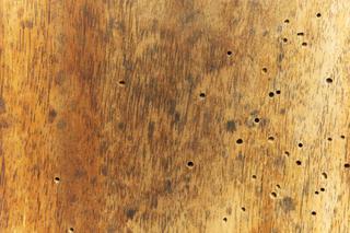 Szkodniki drewna: objawy, zwalczanie. Co zrobić, gdy pojawiły się korniki w meblach