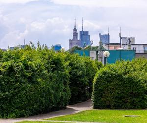 Ogród na dachu BUW w Warszawie