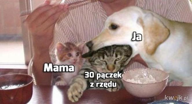 Najlepsze MEMY na Tłusty Czwartek! 