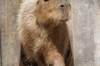 Kapibara z wrocławskiego zoo