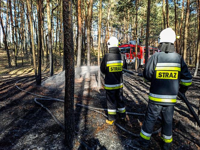 82-latek wypalał trawy, skończyło się pożarem lasu. Spłonęło 1,5 hektara!