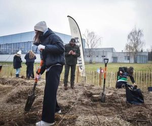 Nowy las w Rybniku urośnie pomiędzy zabudową mieszkaniową