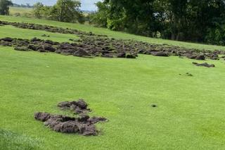 Dziki na polu golfowym