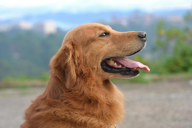  Golden Retriever.