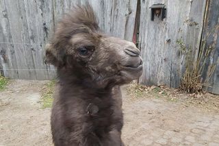 Najsłodszy wielbłąd w Polsce urodził się w opolskim zoo